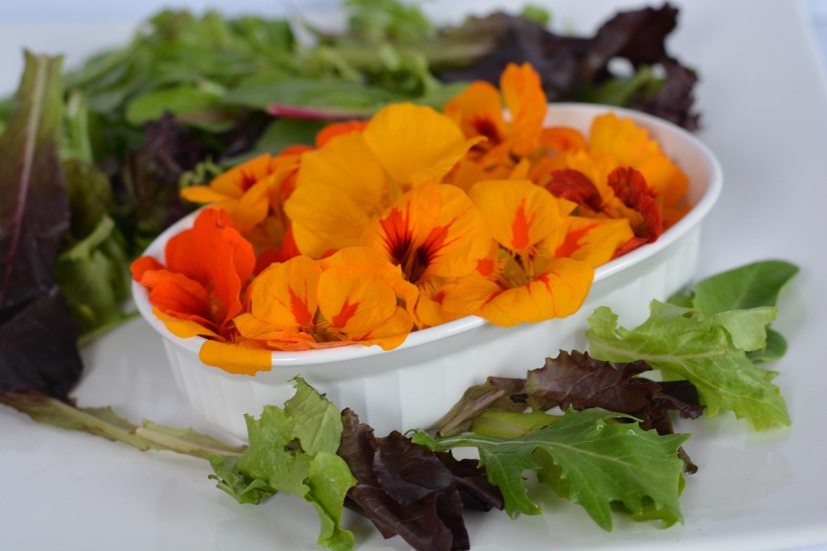 A bowl of orange and yellow nasturtium blossoms surrounded by leaves of soft garden lettuce.