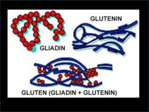 The Science of Gluten