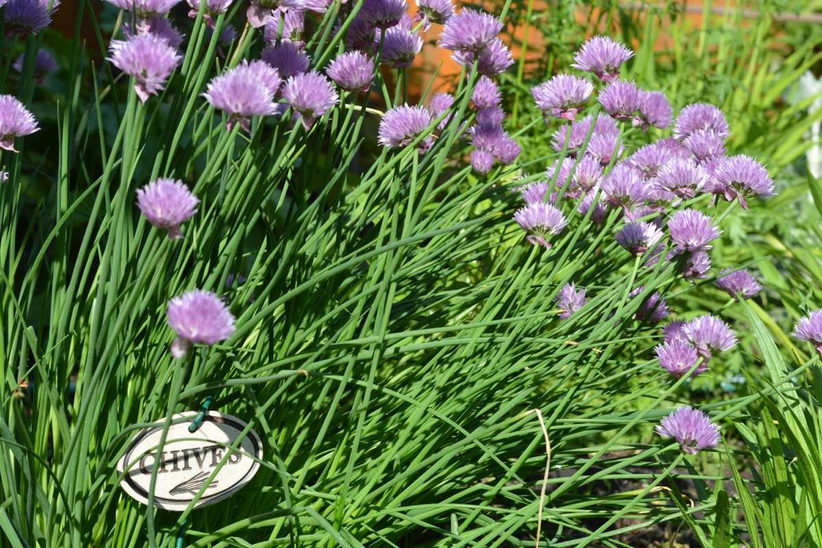 A bunch of chives growing in the garden, many with a blossom on top.