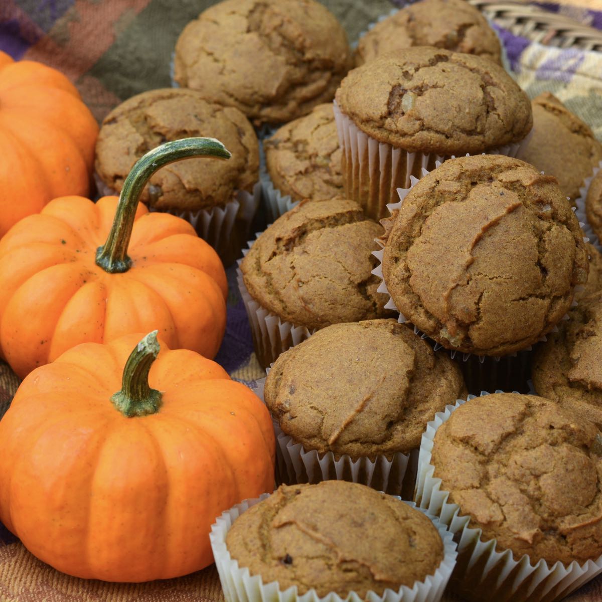 A basket of gluten free Pumpkin Ginger Muffins beside some mini pumpkins.